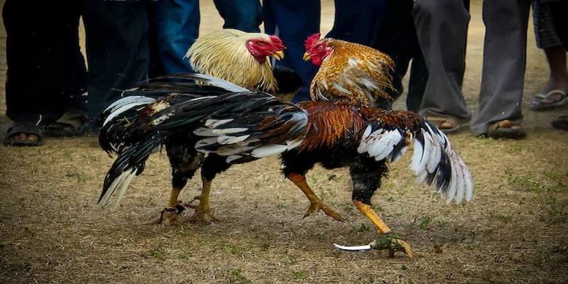 Chăm sóc sức khỏe cho gà cựa dao là yếu tố vô cùng quan trọng
