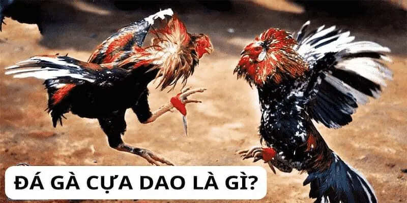 Việc nuôi dưỡng gà cựa dao đúng cách là vô cùng quan trọng
